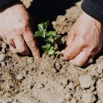 Die Kunst der Baumpflege: Ein Leitfaden zur gesunden Gartenpflege